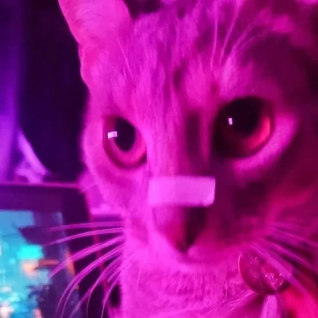 A younger cat with the same purple/pink lighting has a white bandage across its nose, mimicking the next shot after the “You look lonely” shot in the movie Blade Runner 2049, completing the reference to the movie but with cats.