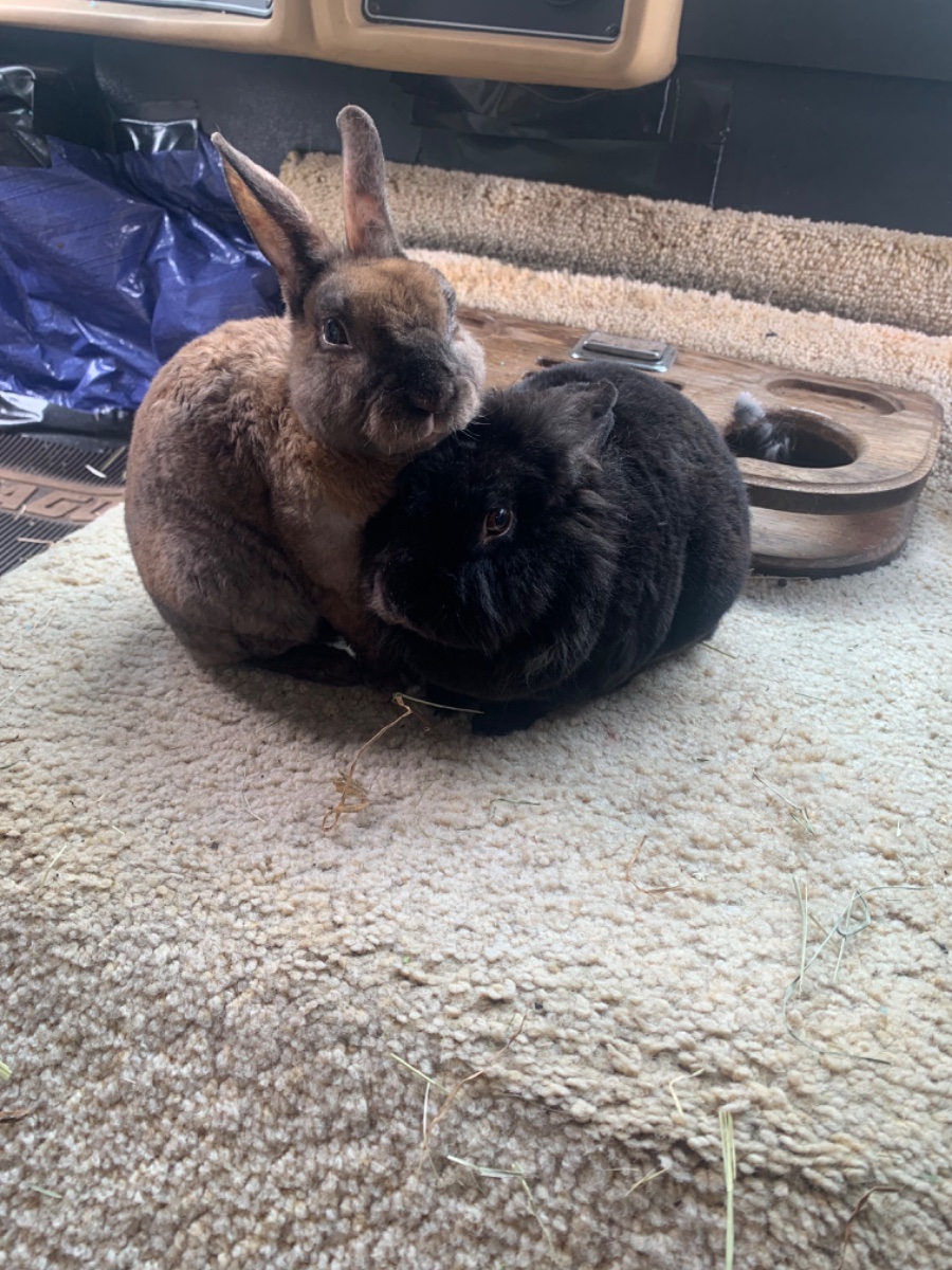 Our two bunnies, Felix and Raisin back in warmer days this last summer