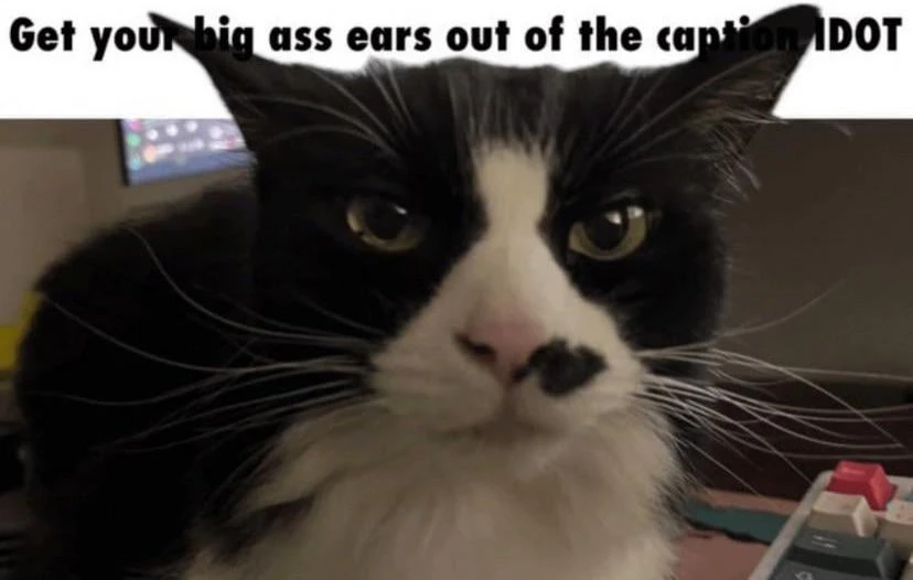 A picture of a black and white cat, captioned Get your big ass ears out of the caption IDIOT. The caption is slightly covered by the cat's ears