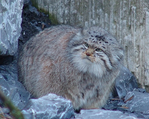 Pallas's cat