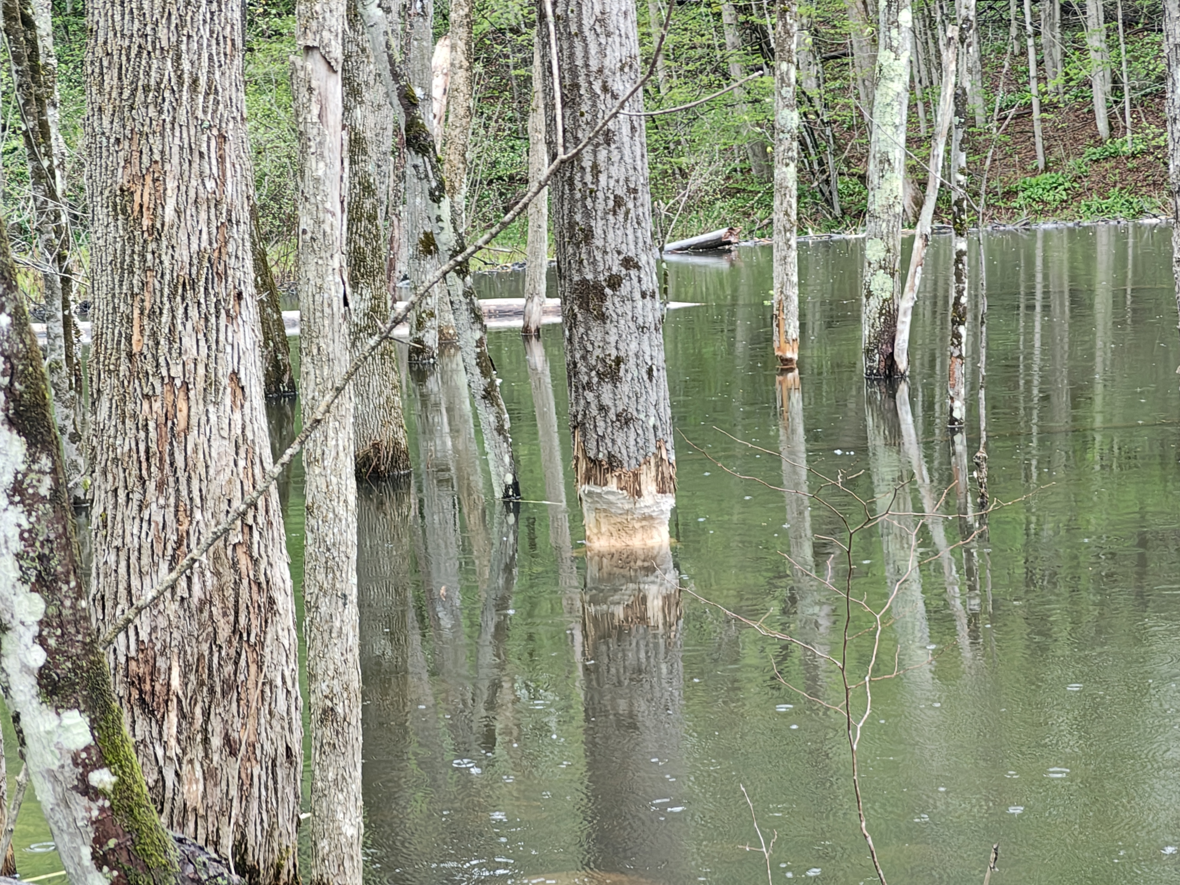 A thick tree with ambitious beaver gnaw marks all around the base. Not quite deep enough to fell the tree, but they'll get through it eventually 