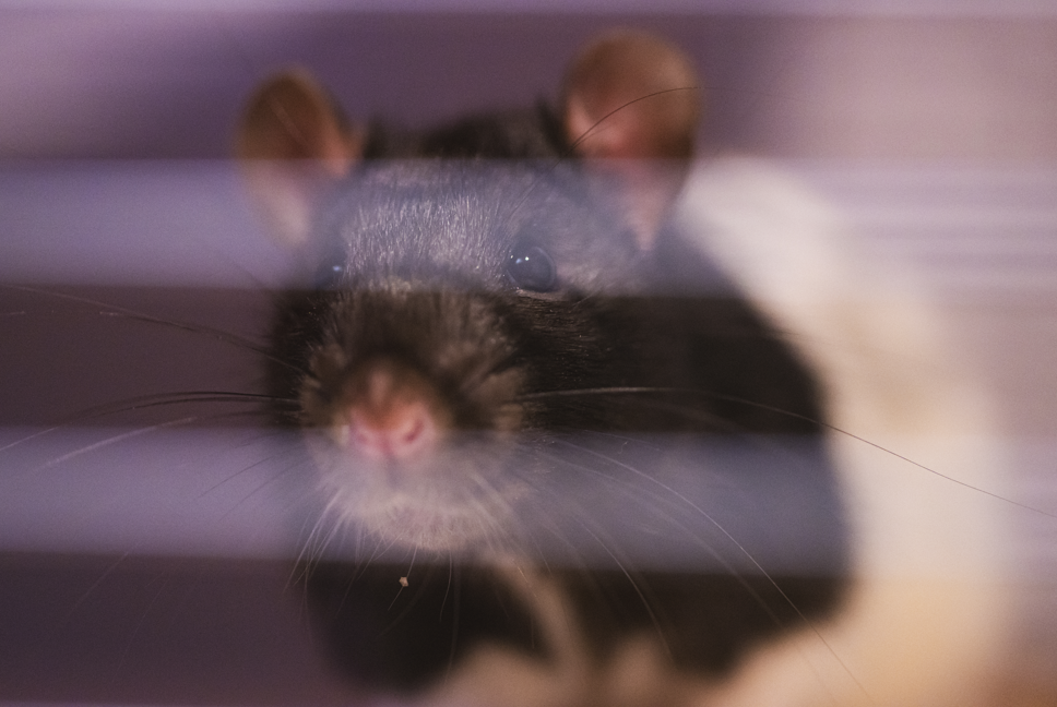 brown hooded rat observing